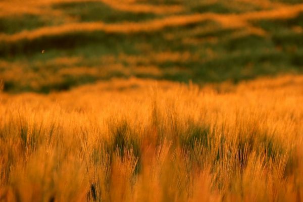 Biga’da Buğday Üretimi ve Agrocore Dijital Yönetim Altyapısı